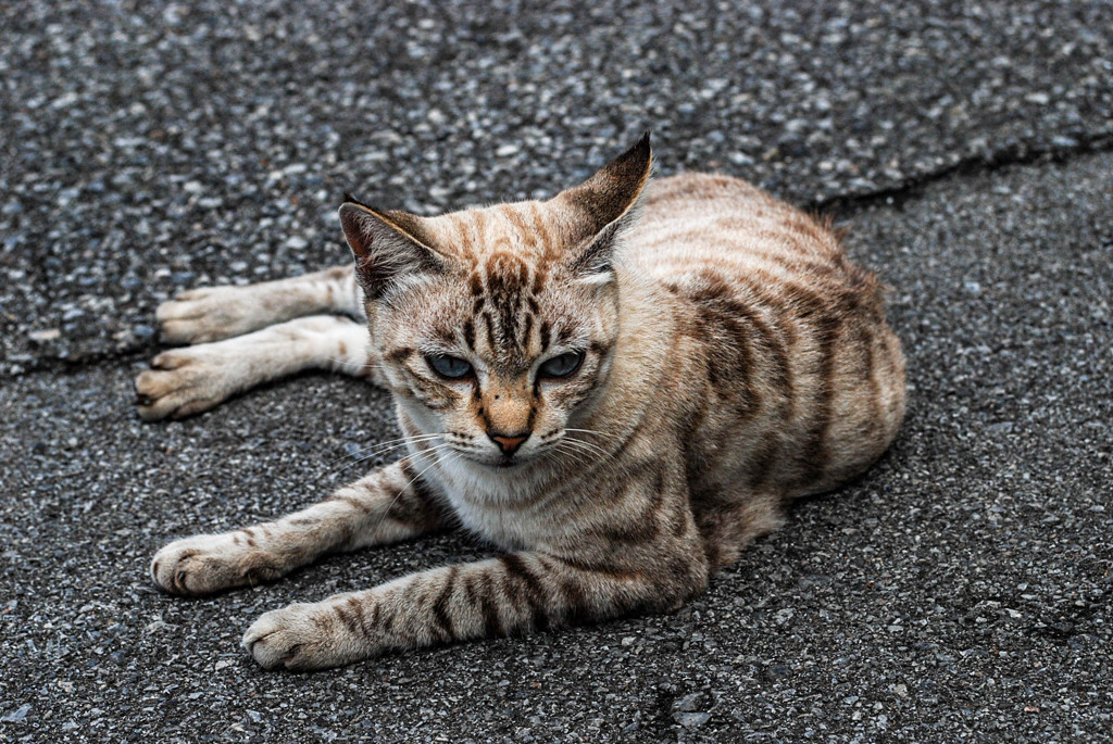 ねこ