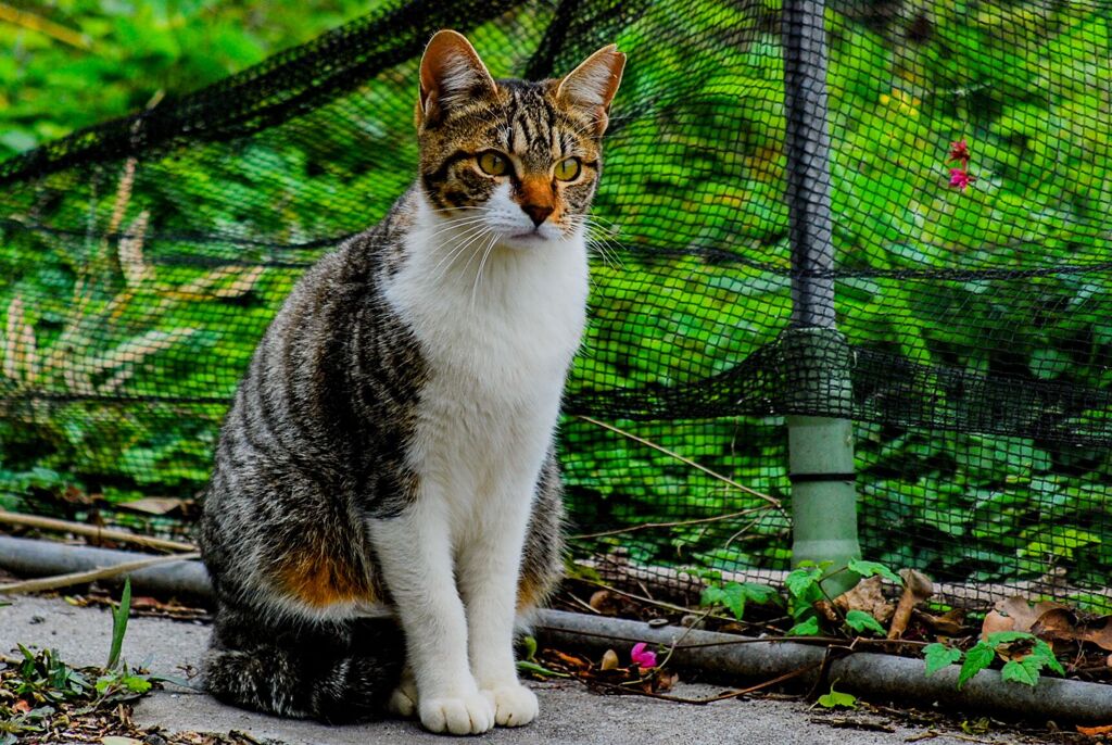 ねこ