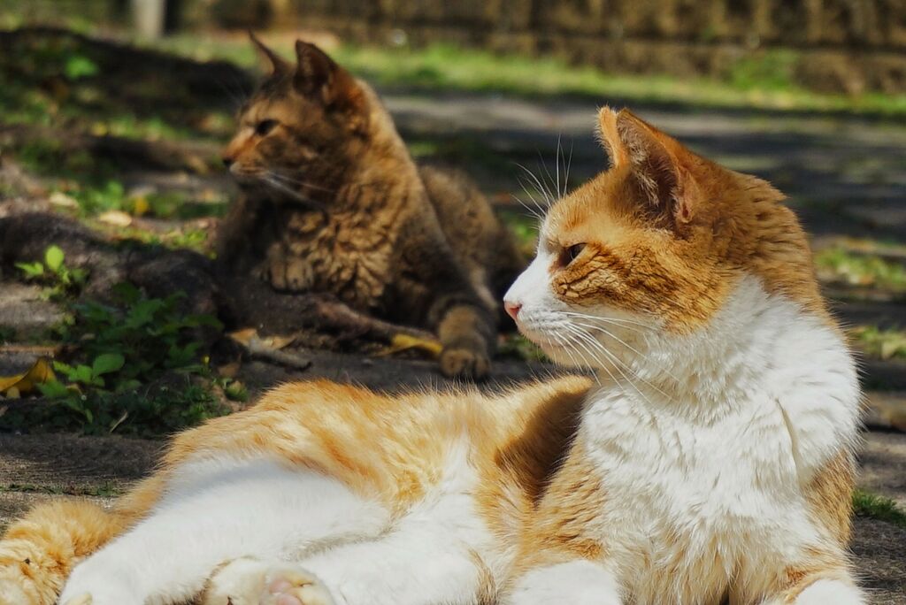 ねこ