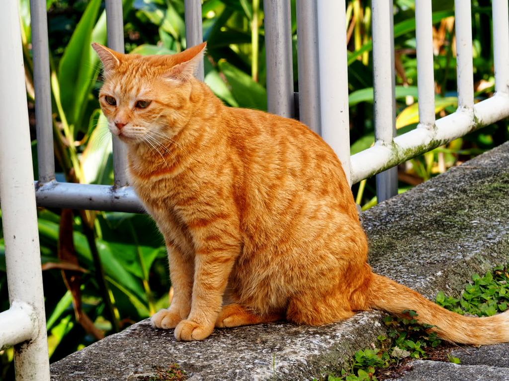 ねこ