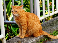 ねこ