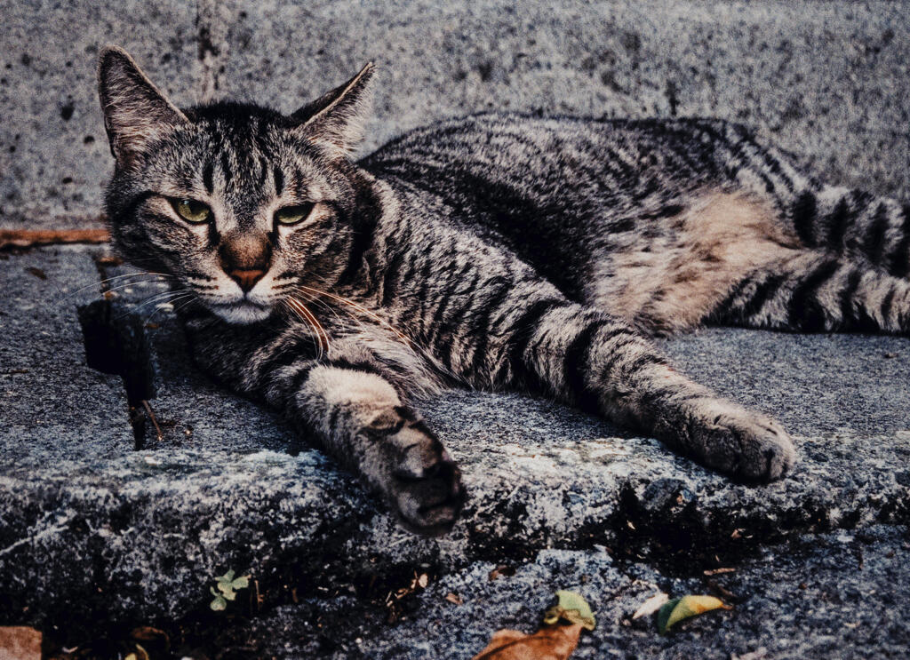ねこ