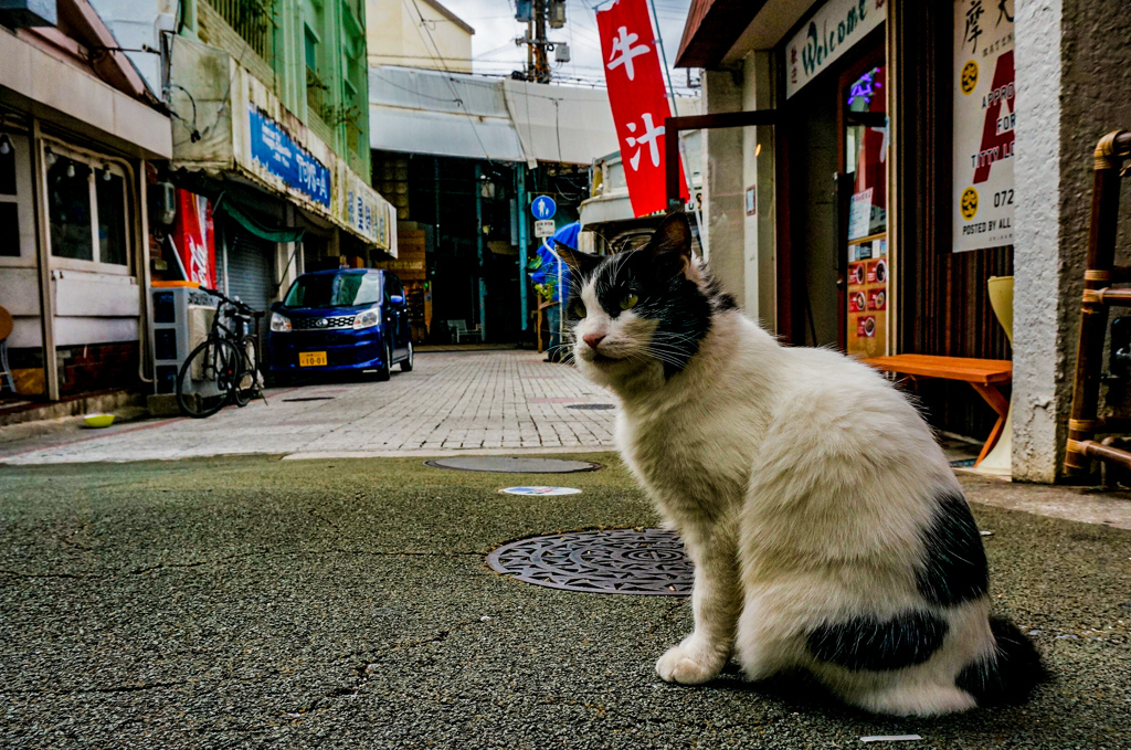 ねこ