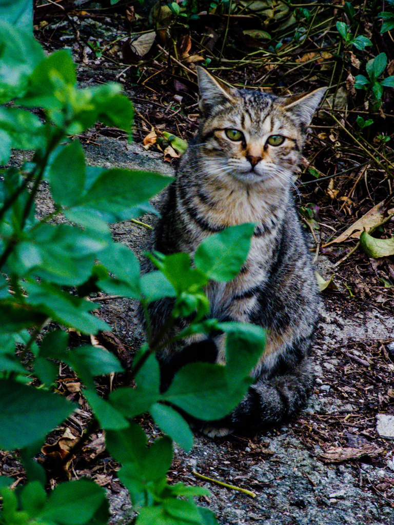 GXR　RAWテスト