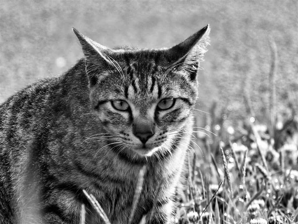 ねこ