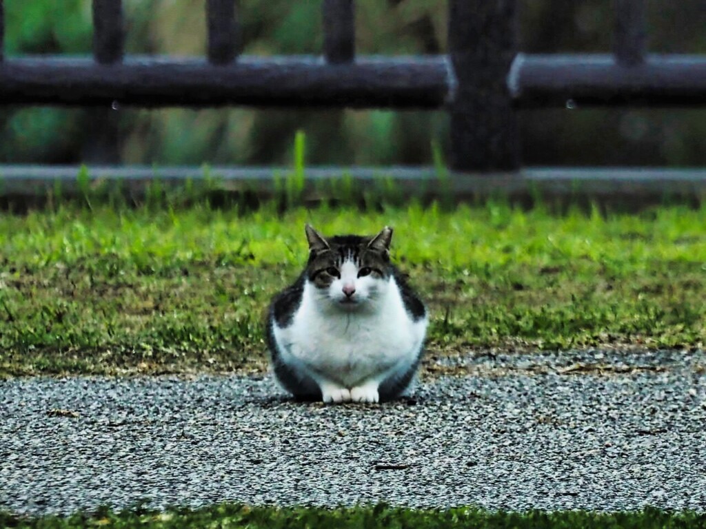 ねこ