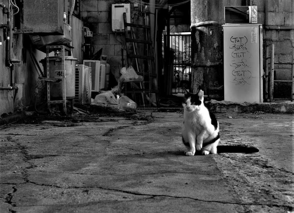 monochrome