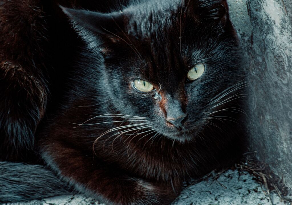 ねこ