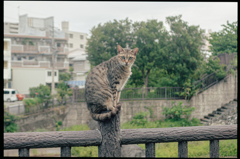 ねこ