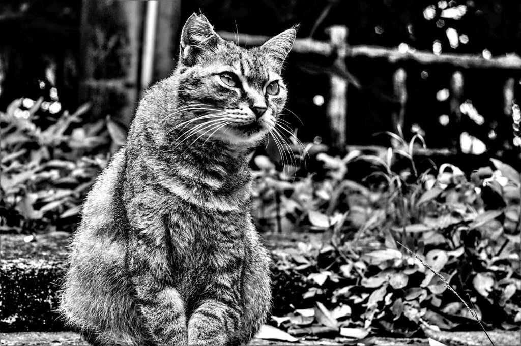 monochrome