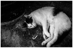 monochrome