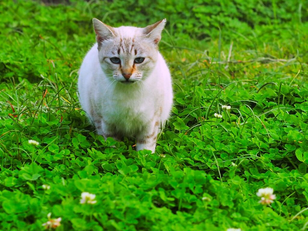 ねこ