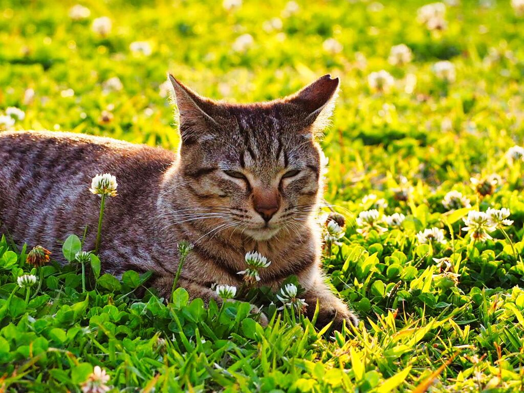 ねこ