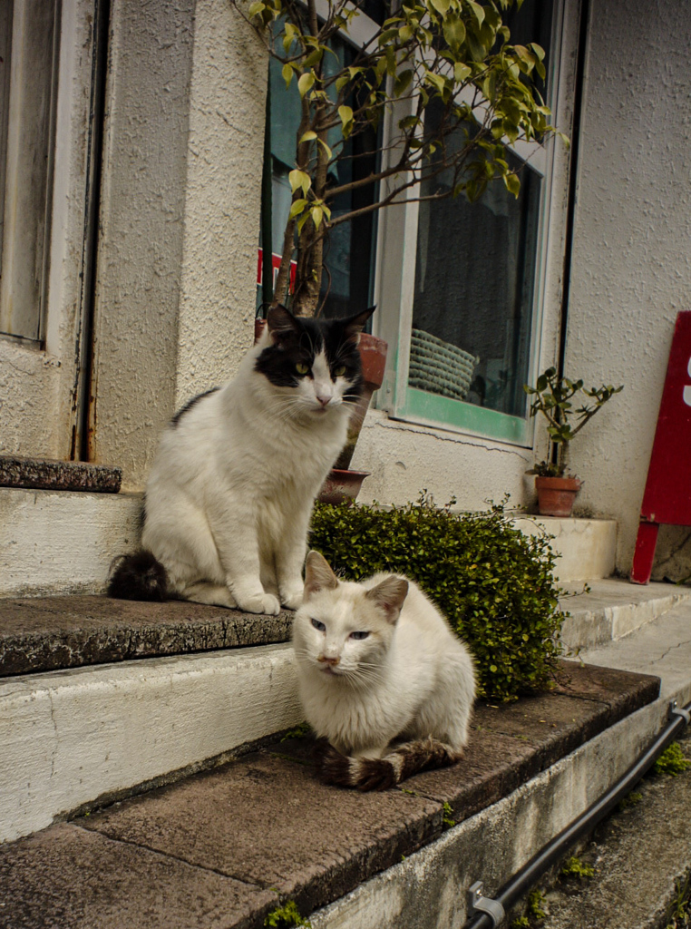 ねこ