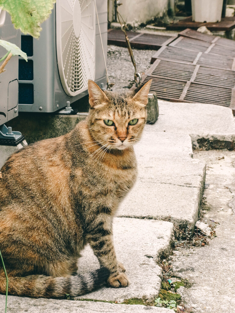 ねこ