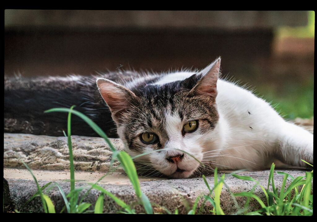 ねこ