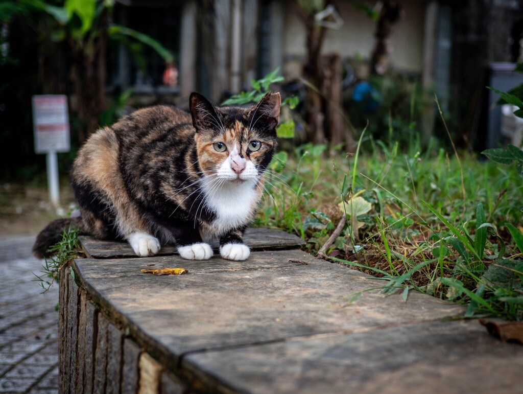ねこ
