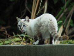 ねこ