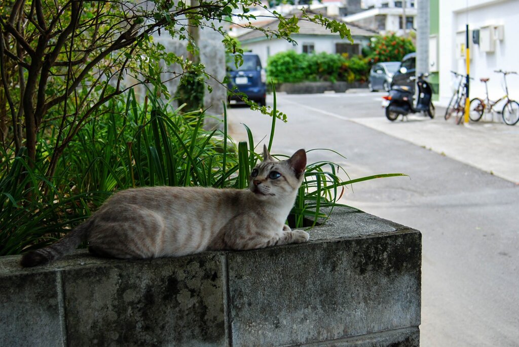 ねこ