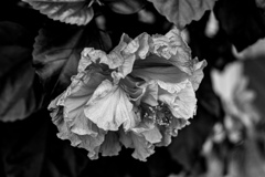 X-E1