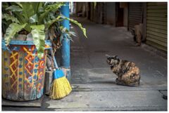 ねこ