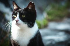 ねこ