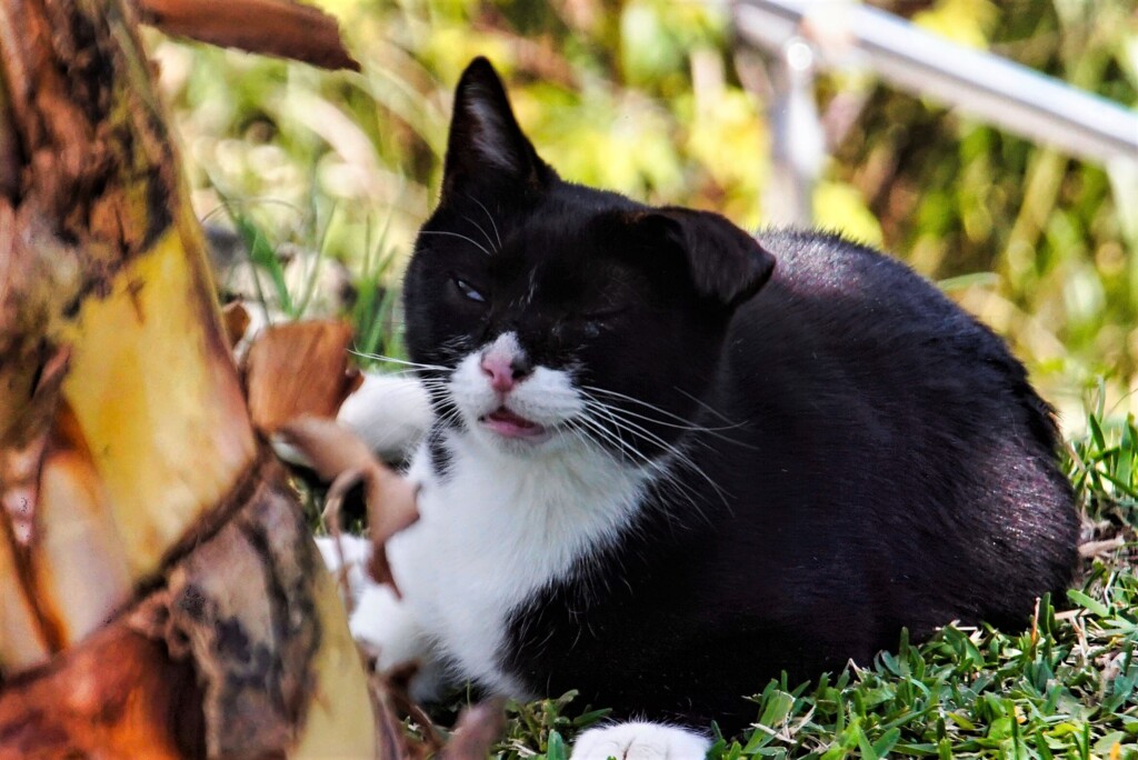 ねこ