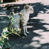 ねこ