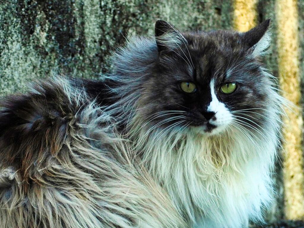 ねこ
