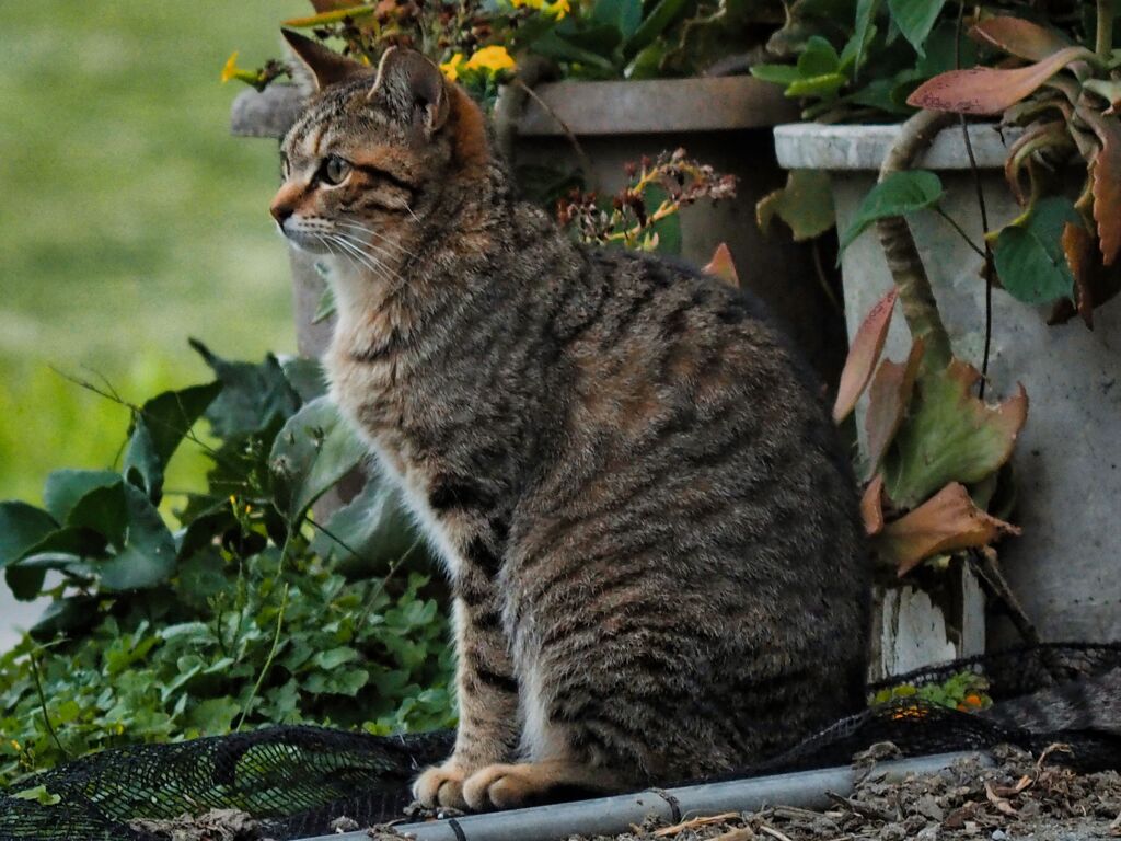 ねこ