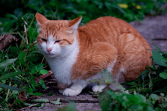 ねこ