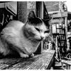 monochrome