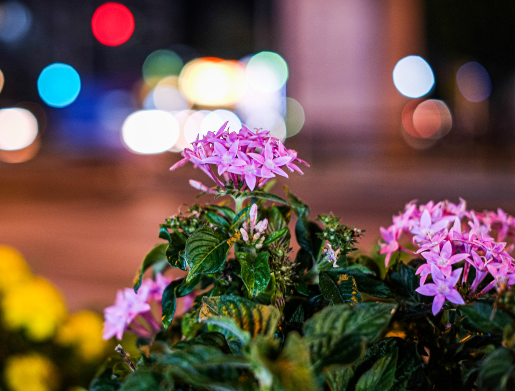 夜景