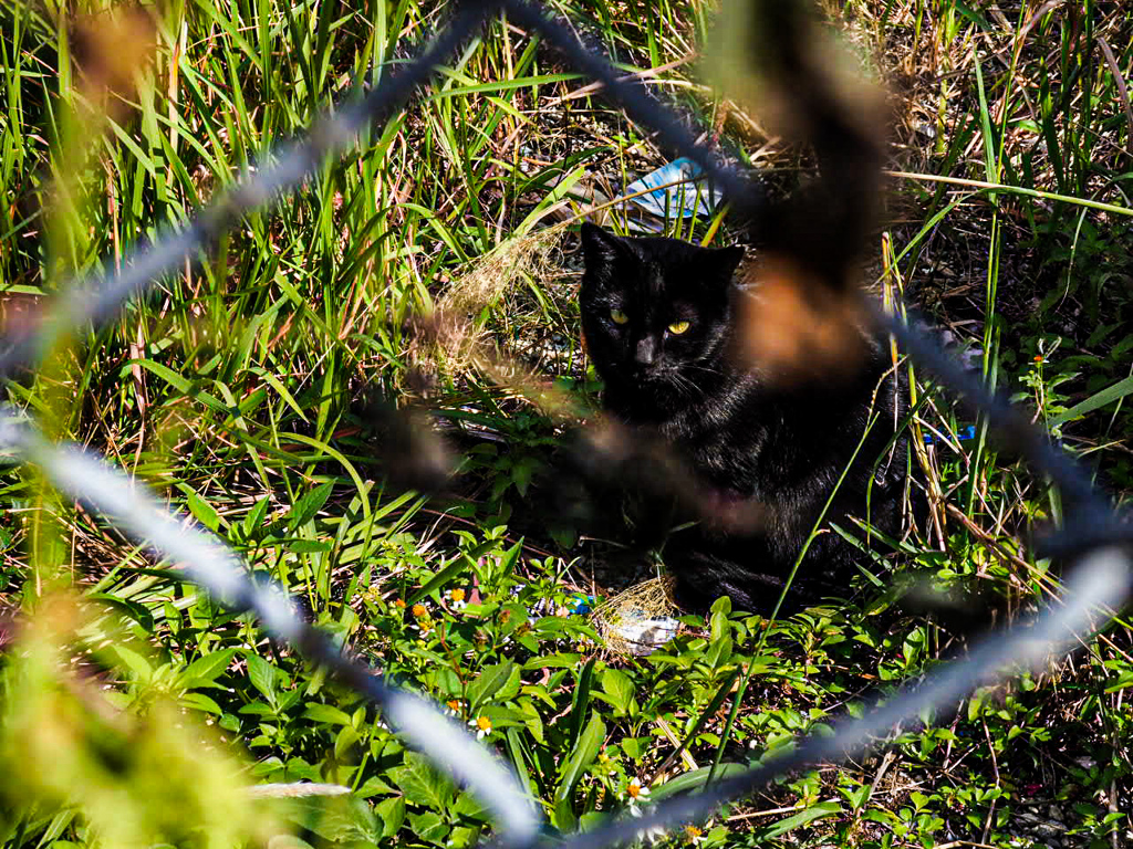 ねこ