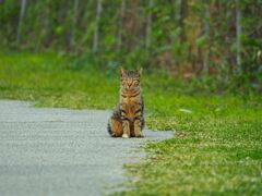 ねこ