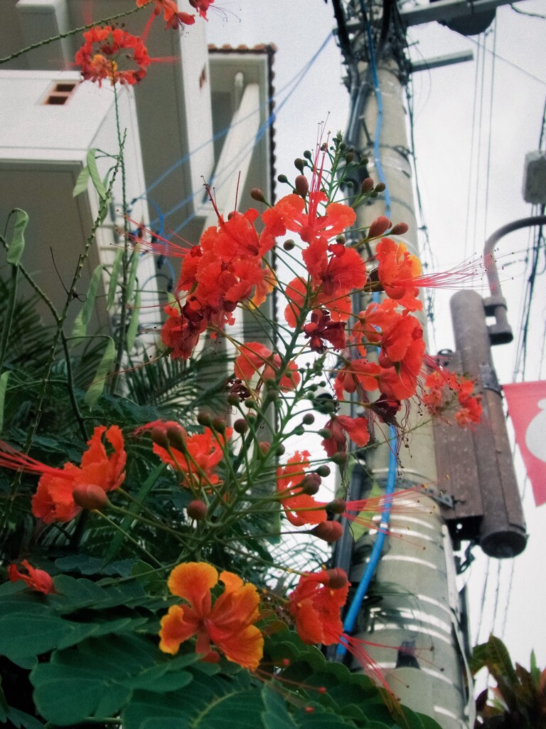謎の花