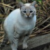 ねこ
