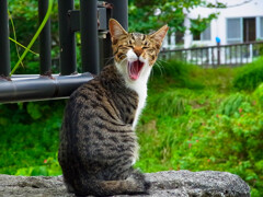 ねこ