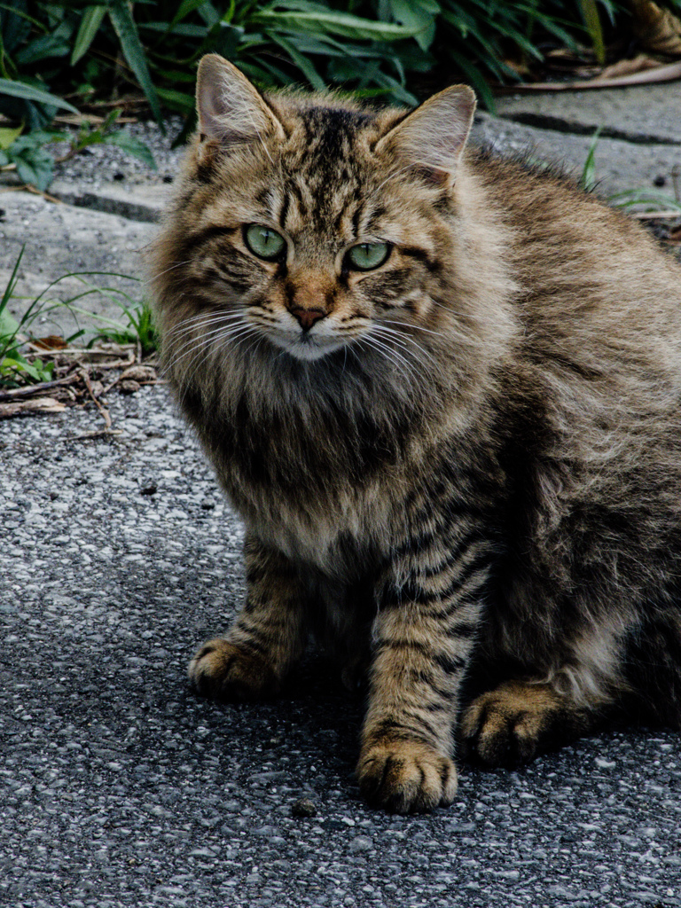 GXR　RAWテスト