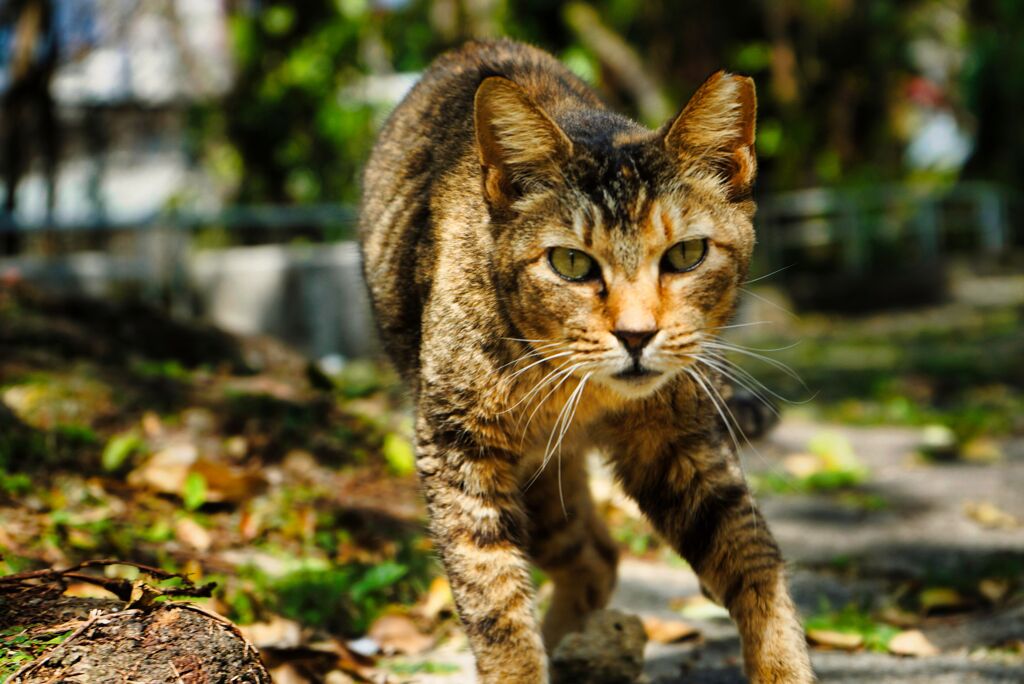 ねこ