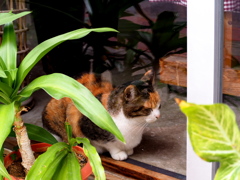 ねこ