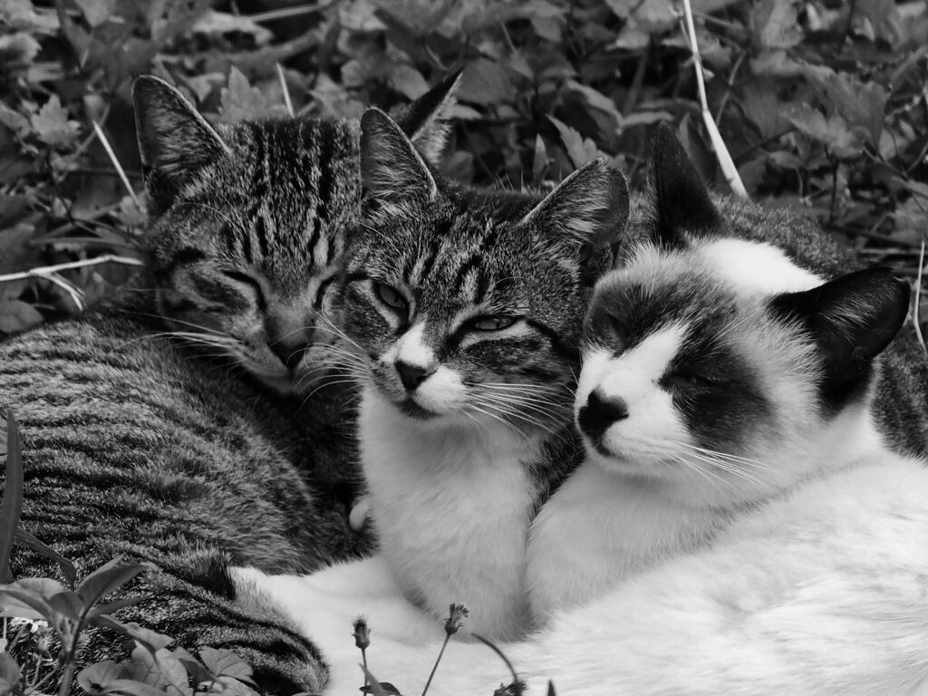 ねこ