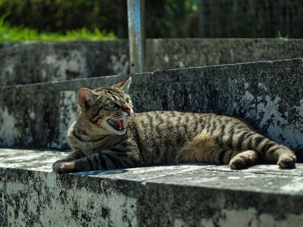 OM-D E-M10