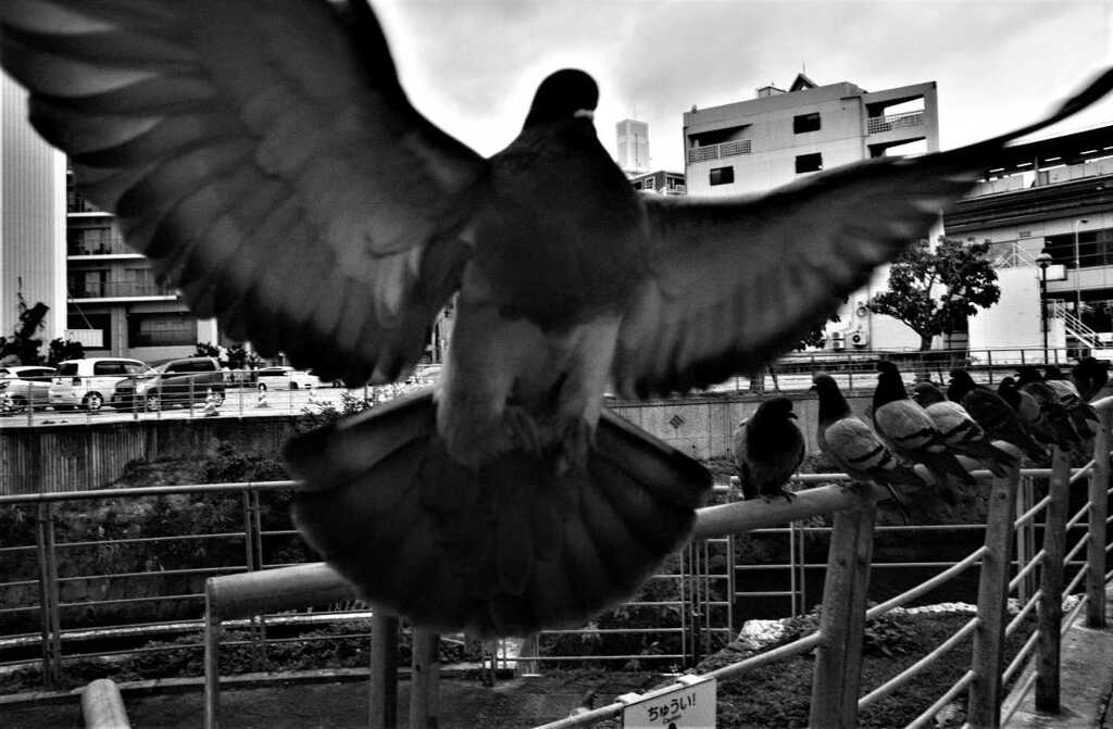 monochrome