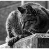 ねこ