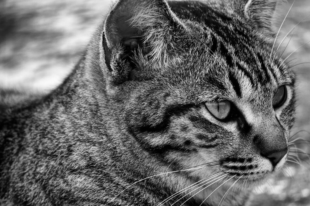 ねこ