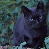 カメラ女子になる  ねこ