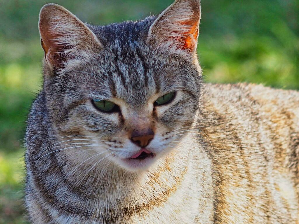 ねこ