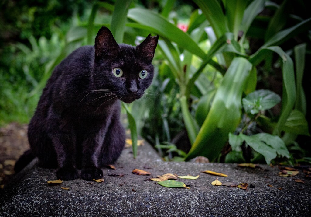 ねこ