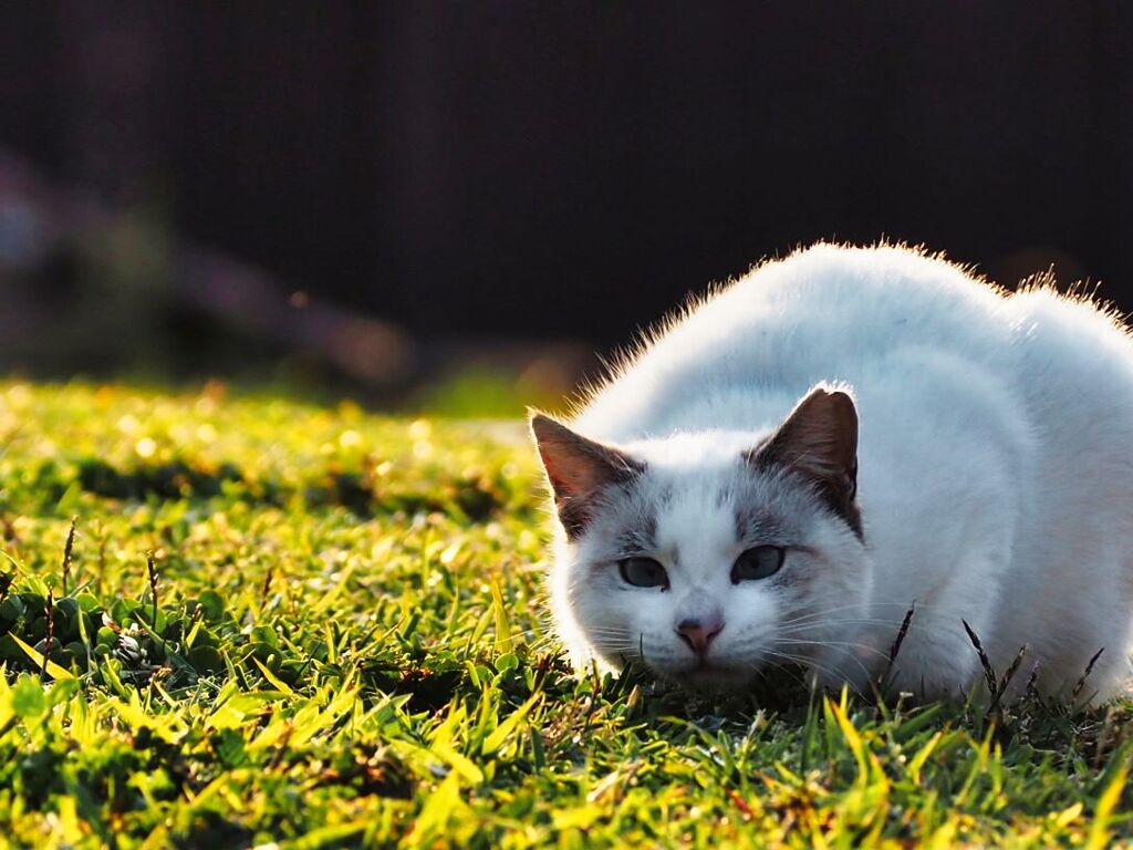 ねこ